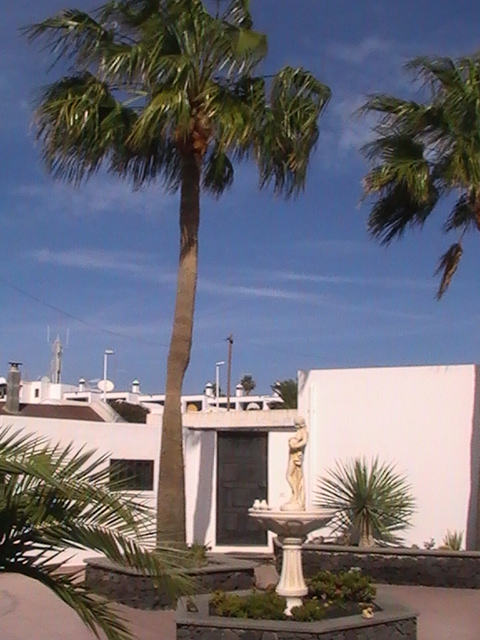 Palm tree in the patio